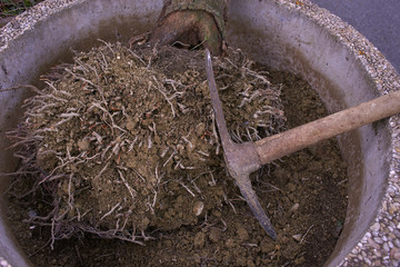 Obraz premium Disinterro palma 