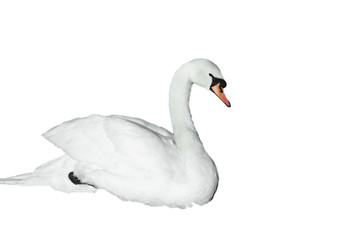 Swan isolated