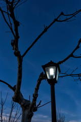 Farola junto al platanero en la hora azul. Madrid. España. Europa.