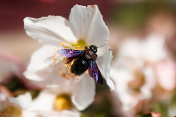 spring