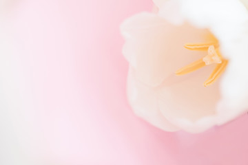 white flower tulip blossom ona pink background