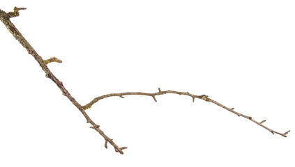 part of a dry branch of a dead pear tree. isolated on white background