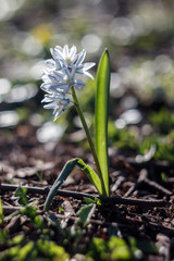 spring