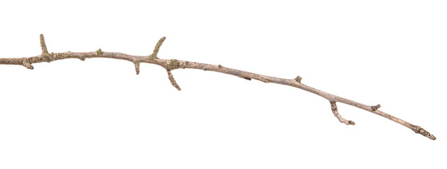 part of a dry branch of a dead pear tree. isolated on white background