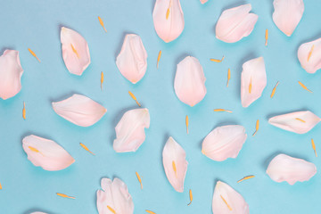 top view of flower pattern made of soft pink petals of tulip on blue background