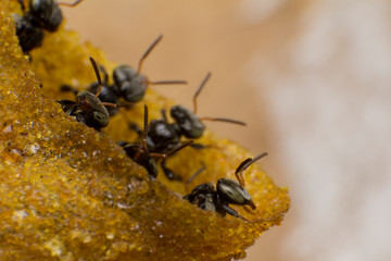 Stingless bees stand front of nest, Stingless bees gathered on nest hole, close up stingless bee on nest,  Thailand.