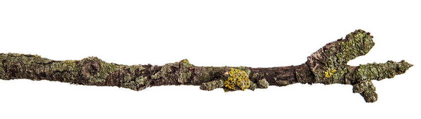 part of a dry branch of a dead pear tree. isolated on white background