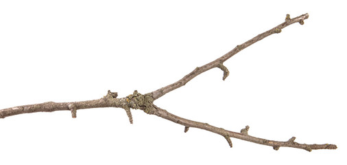 part of a dry branch of a dead pear tree. isolated on white background