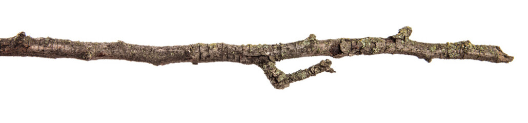 part of a dry branch of a dead pear tree. isolated on white background