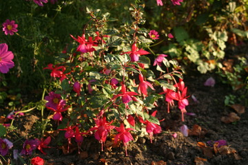 Fuschia-3