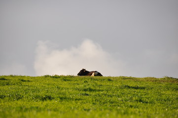 Vaca dos Açores em descanso no pasto verde - 254884627