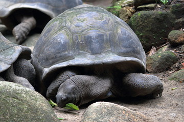 victoria botanical garden