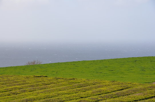Greenfield over the sea