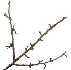part of a dry branch of a dead pear tree. isolated on white background