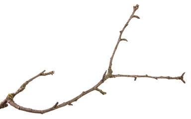 part of a dry branch of a dead pear tree. isolated on white background