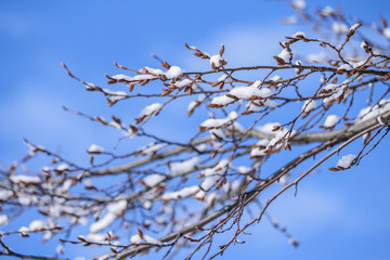 winter