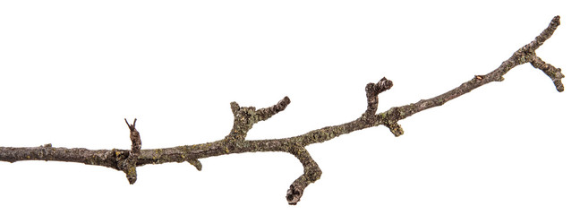 part of a dry branch of a dead pear tree. isolated on white background
