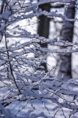 winter