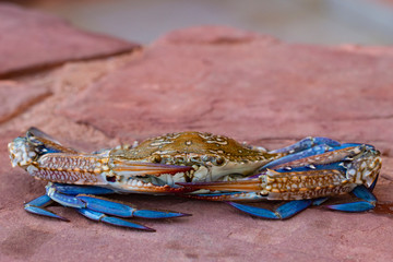 Callinectes sapidus, the Atlantic blue crab, or regionally as the Chesapeake blue crab.