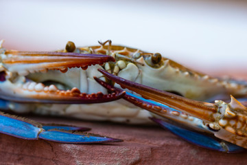 Callinectes sapidus, the Atlantic blue crab, or regionally as the Chesapeake blue crab.