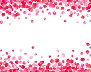 White background with pink rose petals