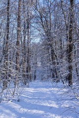 Fototapeta premium winter