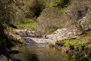mountain stream in the forest
