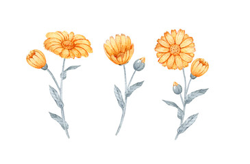 set of watercolor painted flowers of calendula - obrazy, fototapety, plakaty