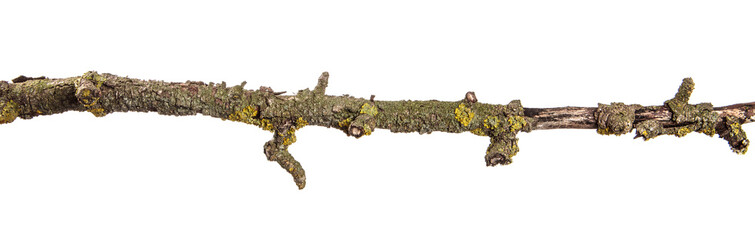part of a dry branch of a dead pear tree. isolated on white background