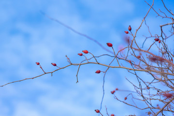 Fototapeta premium Winter