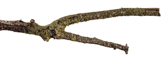 Obraz premium part of a dry branch of a dead pear tree. isolated on white background