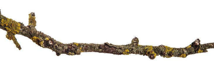 part of a dry branch of a dead pear tree. isolated on white background