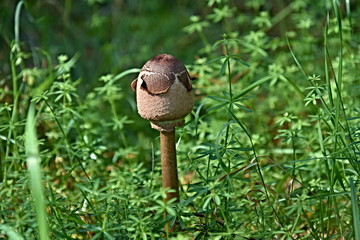 Edible mushroom in the forest in Bohemia, shot summer