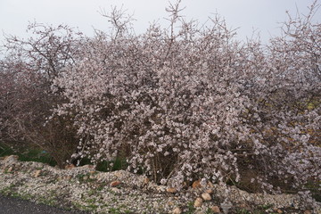 tree, landscape, nature, sky, winter, snow, spring, trees, blue, forest, cold, grass, season, frost, white, green, field, autumn, park, countryside, wood, day, outdoor, birch, beautifultree, sky, natu