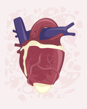 Human anatomical heart