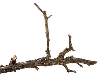 part of a dry branch of a dead pear tree. isolated on white background
