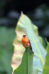 victoria botanical garden