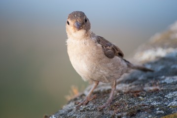 Spatz 3