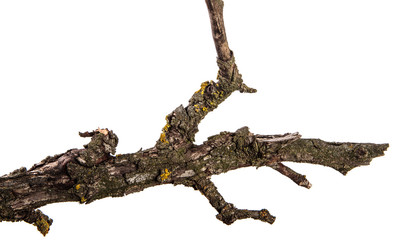 part of a dry branch of a dead pear tree. isolated on white background