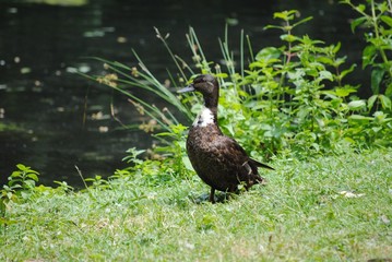 Goose