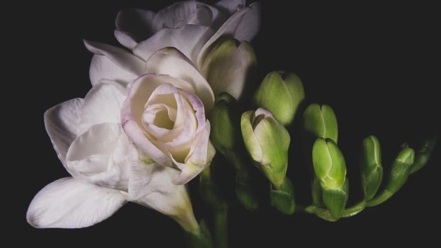 White freesia flower blooming and withers in time lapse. Toned video