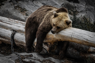 Brown Bear