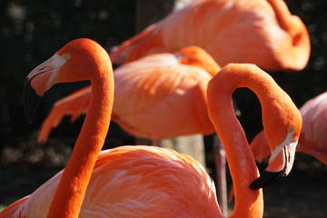 Flamingos in a zoo