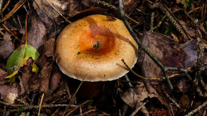 Saffron milk cap or Red pine mushroom, Lactarius deliciosus, in woods, selective focus, shallow DOF