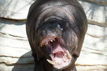 A Intimidating Pygmy Hippopotamus