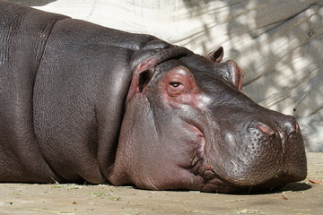 A  Pygmy Hippopotamus