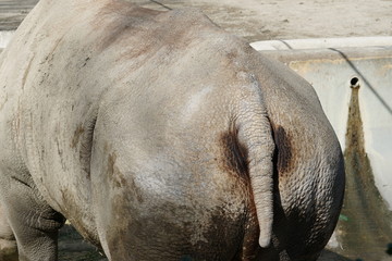 Fototapeta premium Hip of A White Rhinoceros