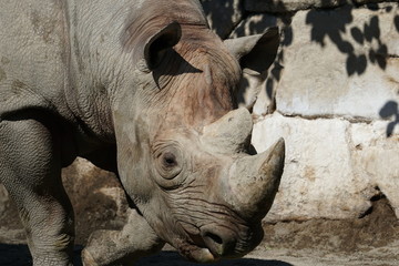 Fototapeta premium A White Rhinoceros