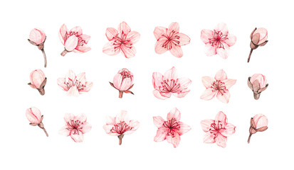 Spring watercolor illustration. Sakura bloom. Cherry. Botanical pink flowers. Floral blossom elements. Perfect for wedding invitations, cards, prints, posters, packing © Kate Macate