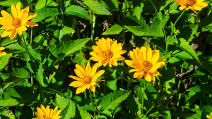 Jerusalem Artichoke, Sunroot, Topinambour, Earth Apple or Helianthus tuberosus yellow flower close-up, selective focus